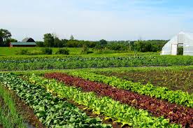 Vegetable Farming For Beginners Smart Farming Hub Vegetable Farming Types Of Farming Farm Images