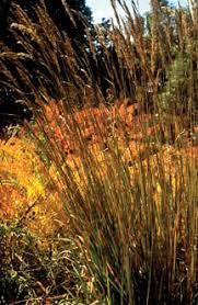 Many adapted ornamental grasses can be used successfully in southeastern colorado. Ornamental Grasses 7 232 Extension