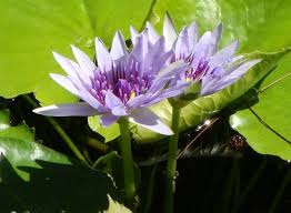 Image result for Nymphaea heudelotii
