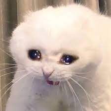 Create Meme Sad Cat Crying White Cat Sad Cat Meme Pictures Meme Arsenal Com