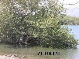 Image result for Avicenniaceae