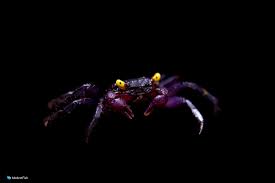 This is our latest gold claw, its fast and so easy anyone gat do it. 13 Fascinating Freshwater Crabs For Your Aquarium