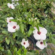 Image result for Pavonia rogersii