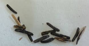 Image result for Ergotism