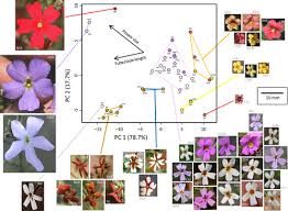 Image result for Jamesbrittenia burkeana