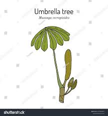 Image result for Musanga