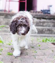 Her ethics are beyond reproach and she truly cares for each poodle she places. Newfypoo A Complete Guide To The Newfoundland Poodle Mix Breed