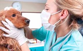 Cada 21 de julio, se celebra el día nacional del médico veterinario. 21 De Julio Dia Nacional Del Medico Veterinario Noticias Digital58 Agosto 2021