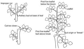 Check spelling or type a new query. Prune Like A Pro With The Help Of These Tips Down 2 Earth