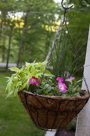 My Hanging Baskets Sweet Potato Vine Petunias Ornamental Grass Ornamental Grasses Potato Vines Hanging Baskets
