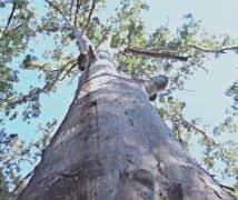 Wwf Gopher Wood Wood Tree Species Wood