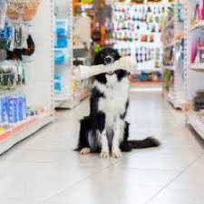 Together with petsmart charities, we help save over 1,500 pets every day through adoption. A To Z Exotic Animal Shop New Jagnath Road Pet Shops For Dog In Rajkot Justdial