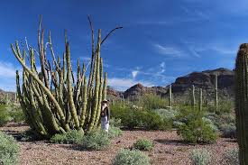 Comprehensive guide to southwestern arizona's organ pipe cactus national monument, includes color photos, maps, weather, hiking, camping the monument exhibits an extraordinary collection of plants of the sonoran desert, including the saguaro and organ pipe cactus, a large cactus rarely. Organ Pipe Cactus National Monument Ajo 2021 All You Need To Know Before You Go Tours Tickets With Photos Tripadvisor