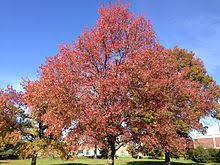 It has become a prized specimen in parks, campuses and large yards across the country. Liquidambar Styraciflua Wikipedia
