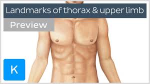 Identify the big vein r, which important vein drains blood from the thyroid into it and may be injured in 'low tracheostomy'? Surface Anatomy Landmarks Of The Thorax And Upper Limb Preview Human Anatomy Kenhub Youtube