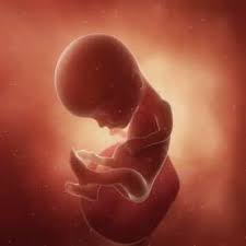 Length, 9 2/3 inches, crown to rump; 14 Weeks Pregnant With Twins Ultrasound Symptoms And More Twinstuff