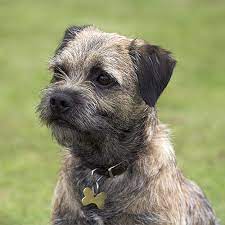Border Terrier Pdsa