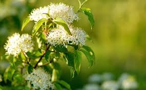 What flowers grow best in indiana. Dammann S Garden Company The Best Native Plants For Indianapolis In 2020