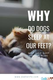 Maybe you would like to learn more about one of these? Why Do Dogs Sleep At The Foot Of The Bed Truth About What Dog Sleep Positions Mean