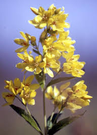 Image result for Lysimachia tenuicaulis