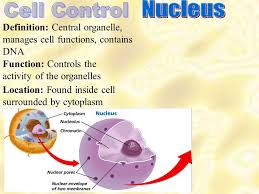 Additionally, some organelles will be highly abundant in certain cells and not others. Biology Section 7 3 Cell Parts Outline 1 Plasma Membrane 2 Cell Wall 3 Nucleus Chromatin 4 Nucleolus 5 Ribosome 6 Nuclear Envelope 7 Cytoplasm 8 Er Two Ppt Download