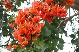 Butea Monosperma Tree Floating Seeds Do Not Always Indicate That The Seed Is Not Viable Since 2006 We Have Been Doing In 2021 Tree Seeds Flame Tree Planting Flowers