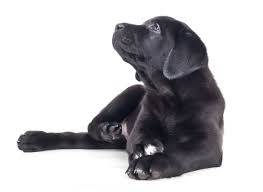 We did not find results for: 1 Labrador Retriever Puppies For Sale In Michigan