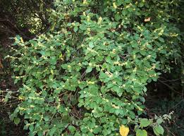 Image result for Maytenus undata