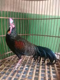 Ayam Alas Atau Ayam Hutan Animals