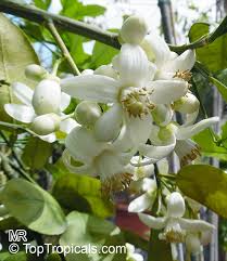 Image result for Citrus maxima