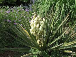 Here is a listing of cold hardy shrub varieties that can be grown in usda plant hardiness zones 4a and/or 4b, where winter temperatures can go down to as low as 30 below 0 degrees fahrenheit in winter. Yucca Tagged Zone 4 Coldhardycactus