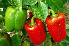 Bell pepper, (capsicum annuum), pepper cultivar in the nightshade family (solanaceae), grown for its thick, mild fruits. Growing Bell Peppers From Planting To Harvest The Old Farmer S Almanac