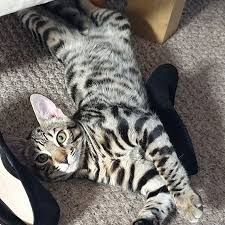 They do not require special handling like wild cats. Lost Cat Bengal From Sittingbourne Me10 Kent