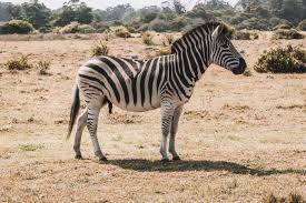 Where are zebras generally found?. Zebra Facts You Ll Never Forget