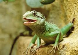 Feb 26, 2021 · your lizard will need incandescent lighting and heat from that source to mimic the sunlight. How To Care For A Chinese Water Dragon