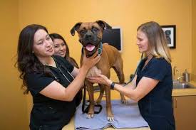On the street of glenwood avenue and street number is 548. Monterey Peninsula Ca Veterinary Hospital Contact Us Monterey Peninsula Veterinary Emergency Specialty Center Monterey Ca