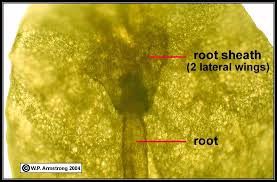 Image result for Lemna aequinoctialis