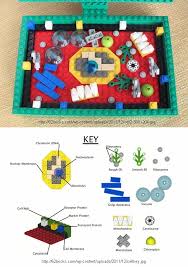 Scientific model of a plant cell. Lego Plant Cell Model 62 Bricks Animal Cell Project Cells Project Plant Cell Model