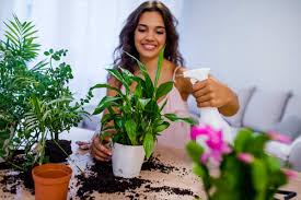 Questo pinguino, dalle dimensioni pari ad una compatta macchina del caffè, è capace di far germogliare bulbi di fiori, piante, erbe, ortaggi ed aromi attraverso l'uso dell' aeroponica.in pratica si tratta di una tecnica con la quale le piante vengono fatte crescere senza l'ausilio di un supporto come la terra, mentre i nutrienti, come i fertilizzanti e l'acqua, vengono nebulizzati. Come E Perche Nebulizzare Le Piante D Appartamento E Da Esterni Greenme