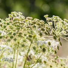 Image result for Anisosepalum