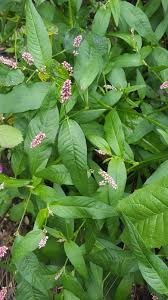 Image result for Persicaria