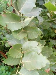 Image result for Isoberlinia