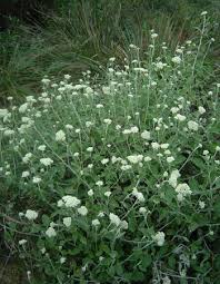 Image result for Helichrysum panduratum