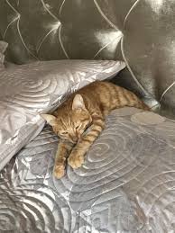 Pin By Mine On Ted Orange Cats Cute Animals Animals