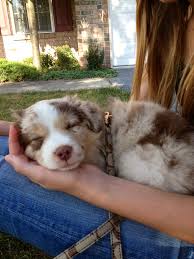 She Loves Her Mommy Susse Tiere In 2020 Australische Herder Pups Puppy S