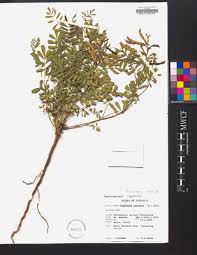 Image result for Tephrosia purpurea