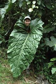 About 1/4 of all the medicines we use come from rainforest plants. Pin De Southamericaperutours En Iquitos Peru Adopt A School Program Selvas Tropicales Selva Amazonica Amazonas