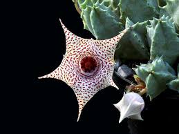 Image result for Huernia hislopii