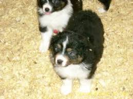 Michigan may not appear to offer much for pets, but it is a great travel destination. Australian Shepherd Puppies In Michigan