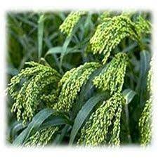 White Proso Millet Annual Millet Plant Millet Seeds